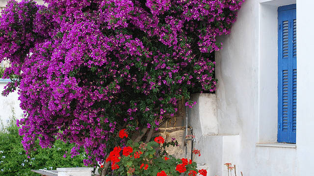 bougainvillea-praia