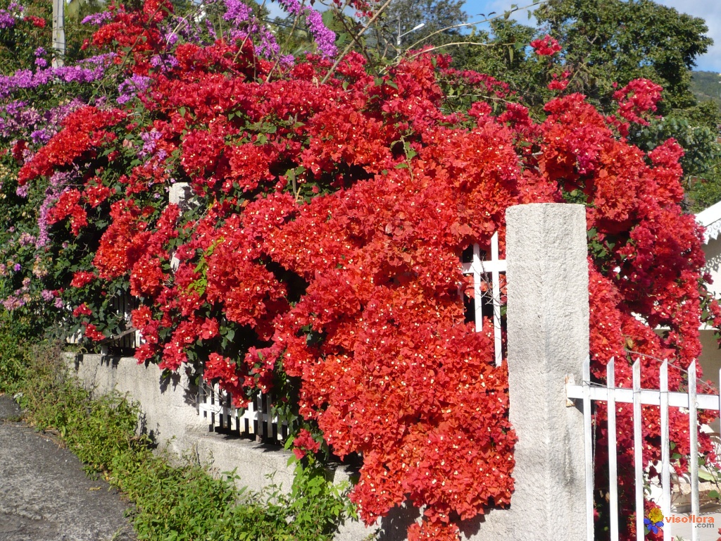 bougainvillea-spectabilis-1