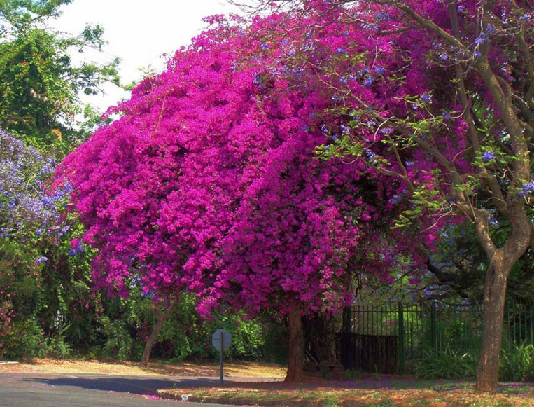 bougainvillea spectabilis willd