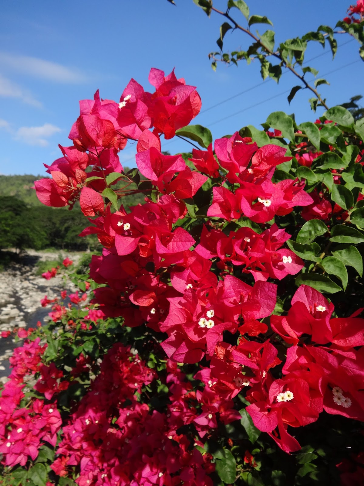 bougainvillea spectabilis