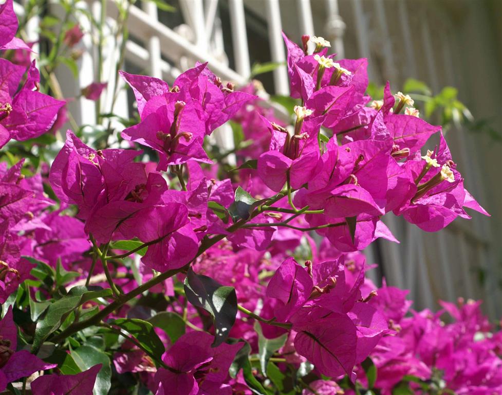 bougainvillea1 