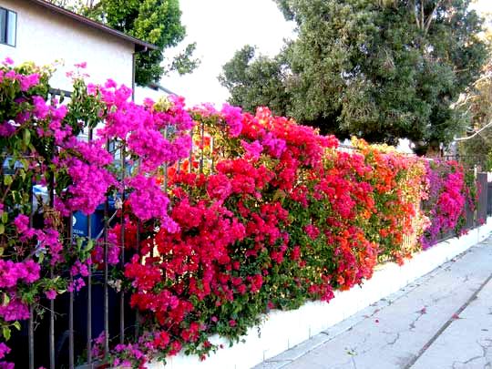 bougainvillea