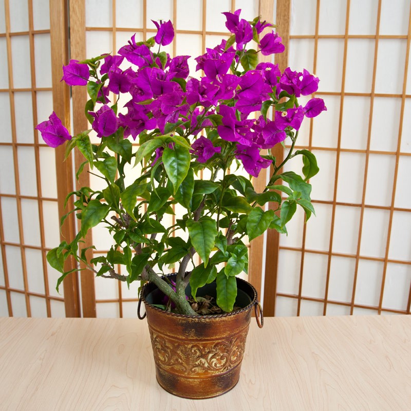 bougainvillea