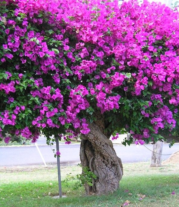 bougainvillea_22