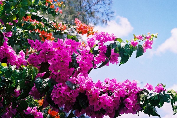 bougainvilleas