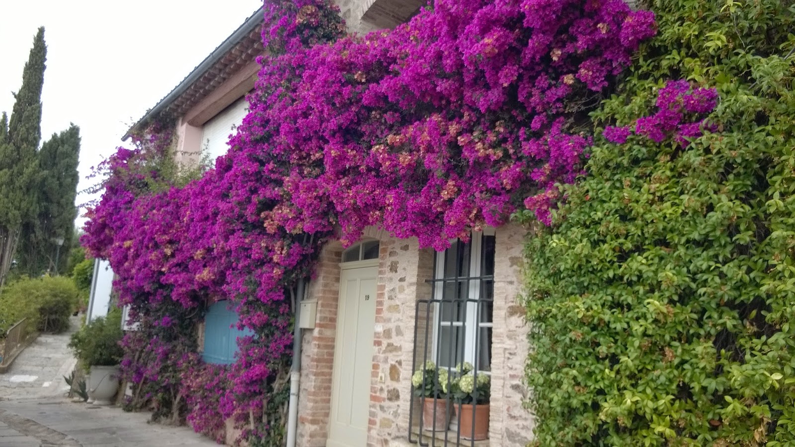 bouganvillea