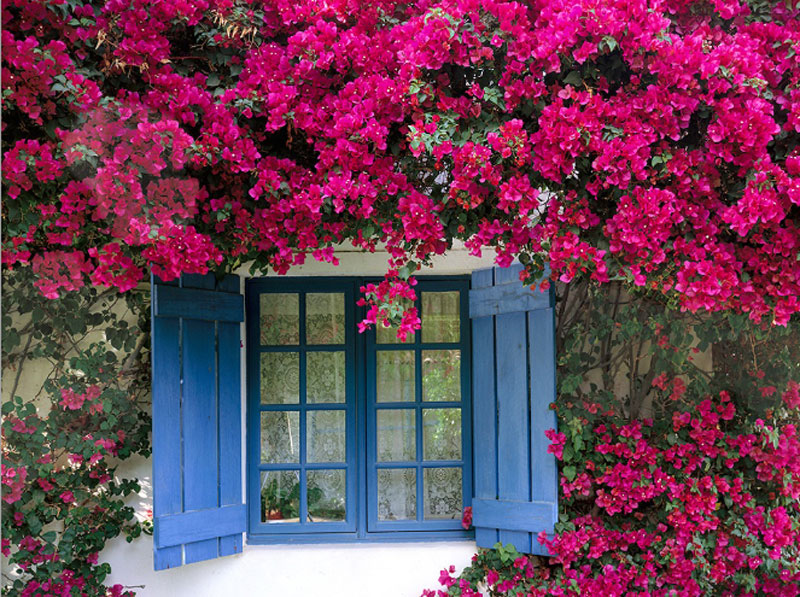 bouganvillea