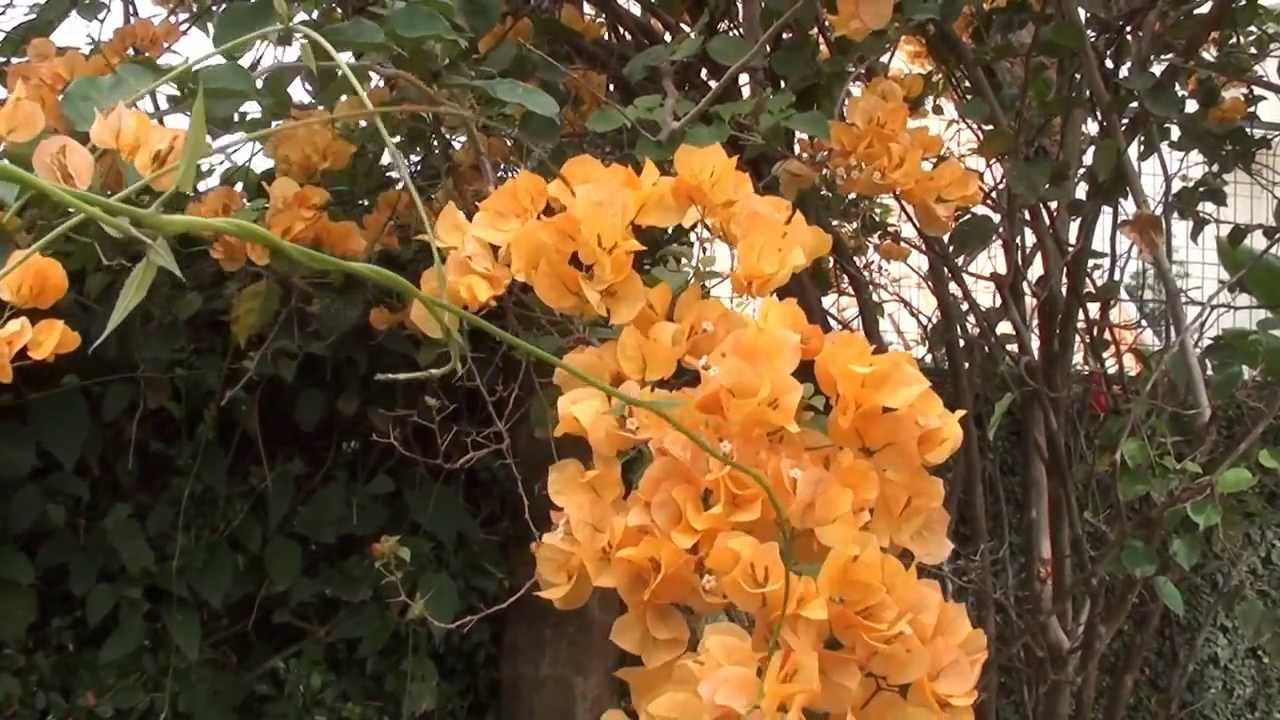 bouganvíllia amarela bouganvíllia amarela