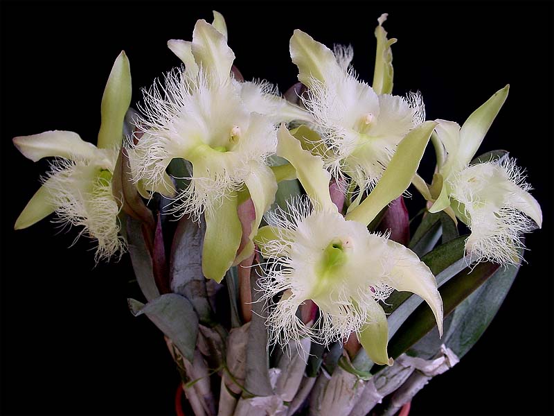 brassavola digbyana