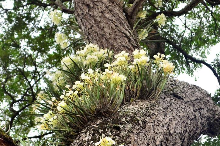 brassavola nodosa