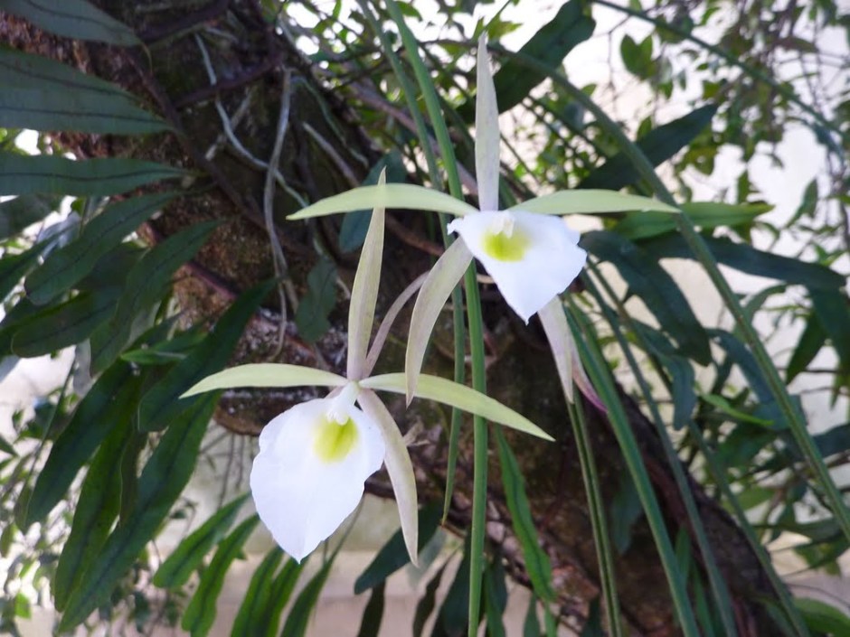 brassavola-tuberculata-1