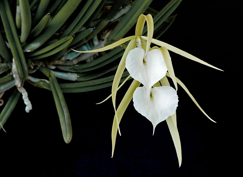 brassavola