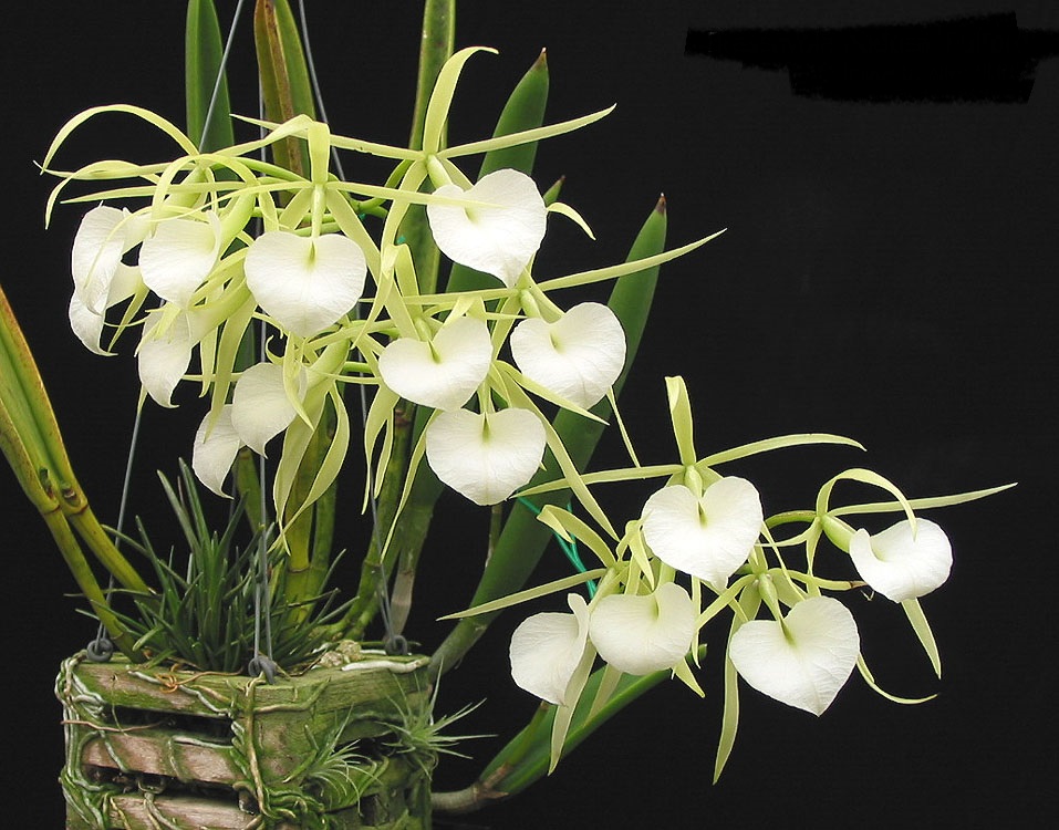 brassavola_YY