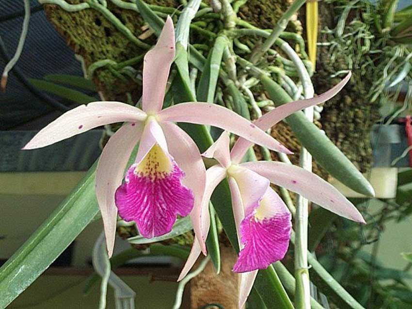 brassavola_flagellaris_x_cattleya_amethystoglossa1