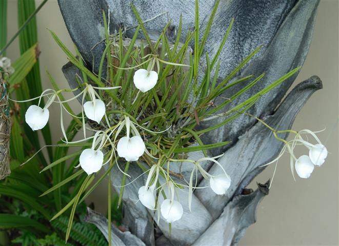 brassavolanodosa