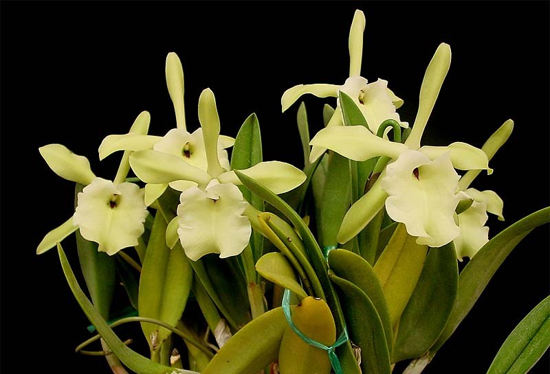 brassavolanodosa