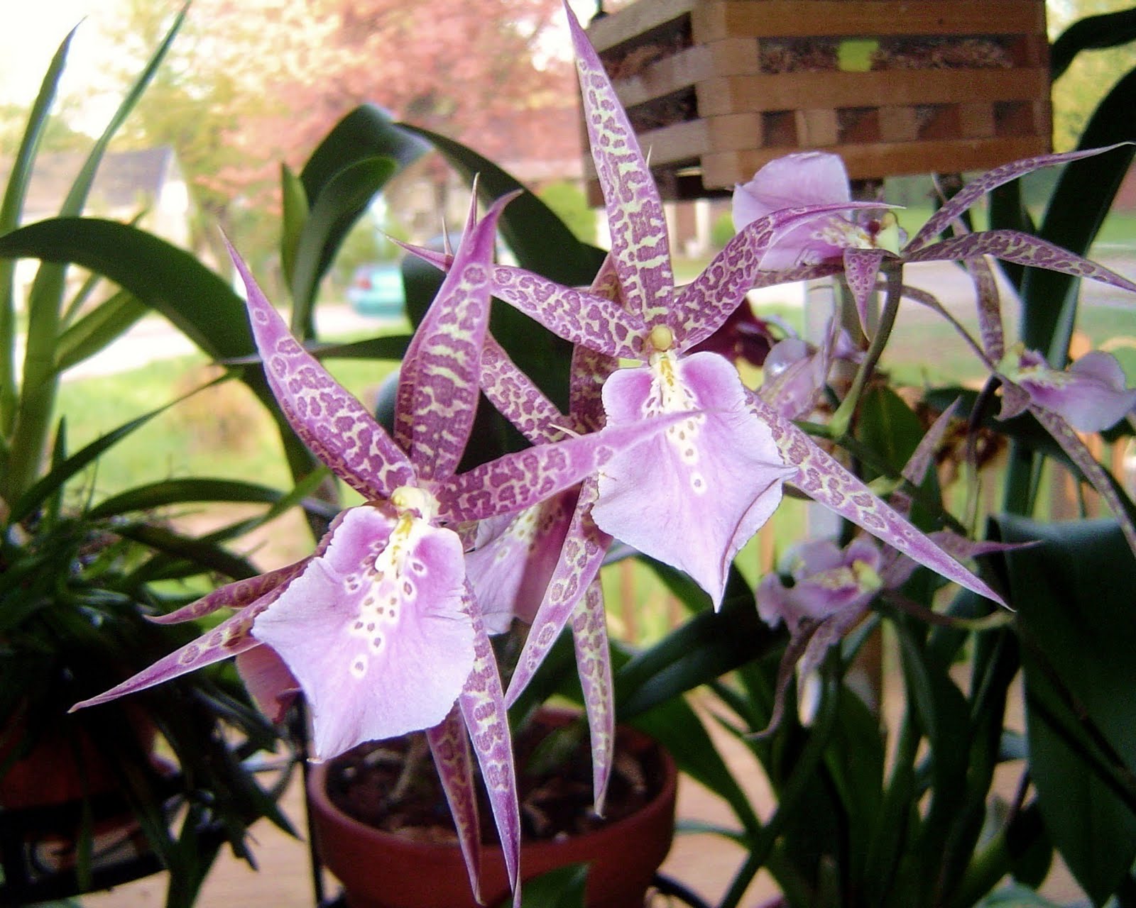 brassia hibrida