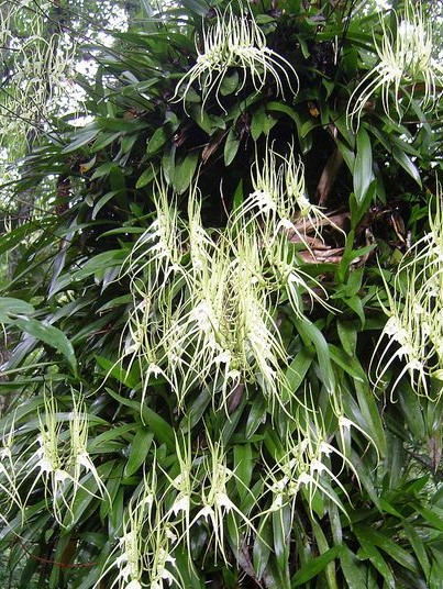 brassia verrucosa