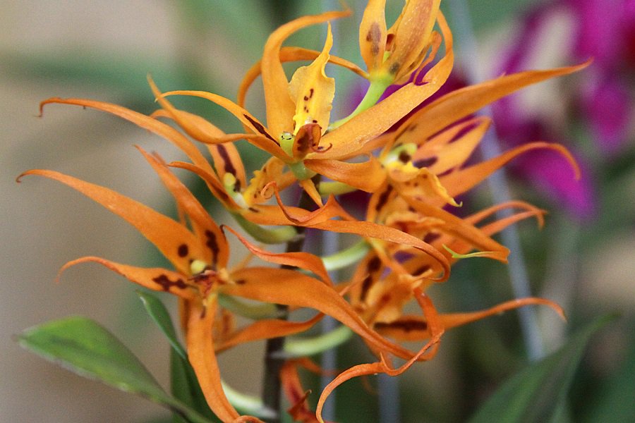 brassia verrucosa