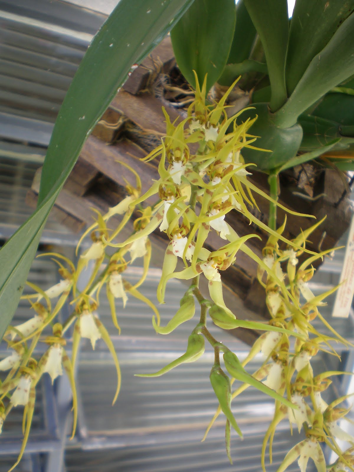 brassia