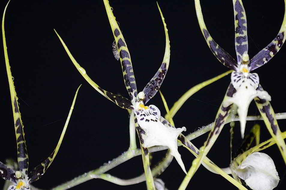 brassia