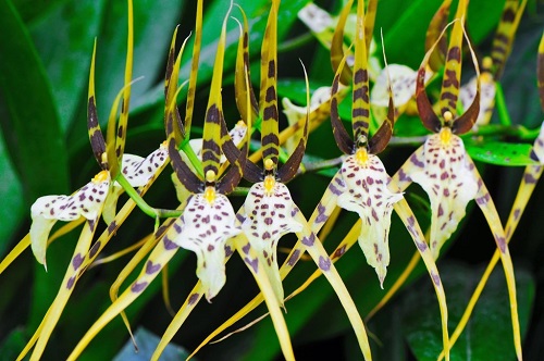 brassia