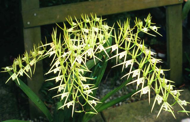 brassia_REX_Sakata