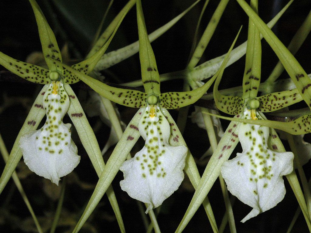 brassia_verrucosa