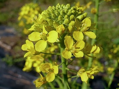 brassica oleracea