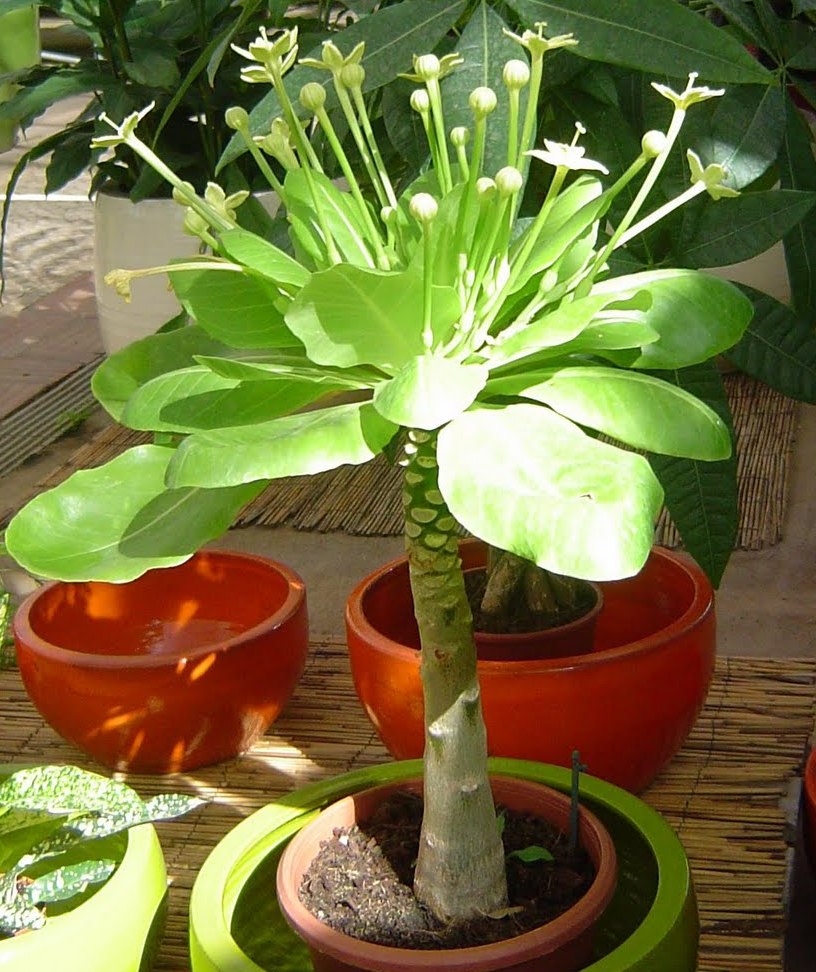 brighamia insignis