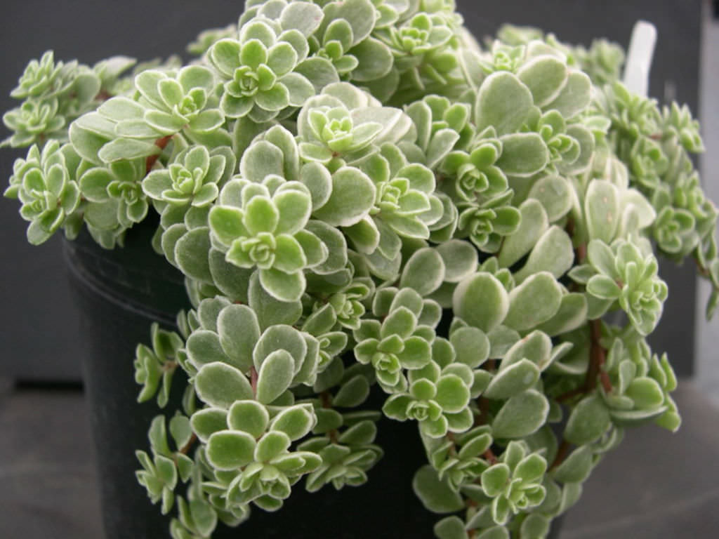 brilhantina-sedum-makinoi.