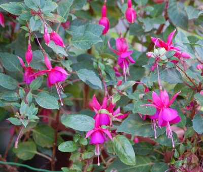 brincos-de-princesa (3)