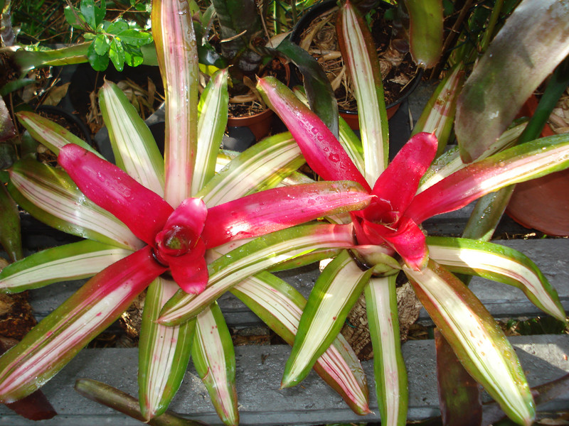 bromélia  Neoregelia