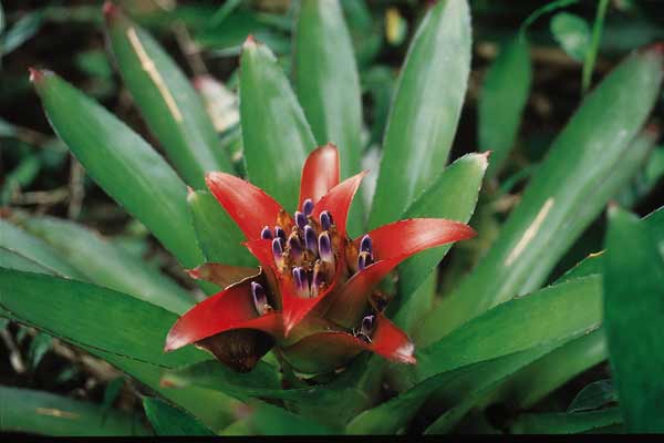 bromelia-