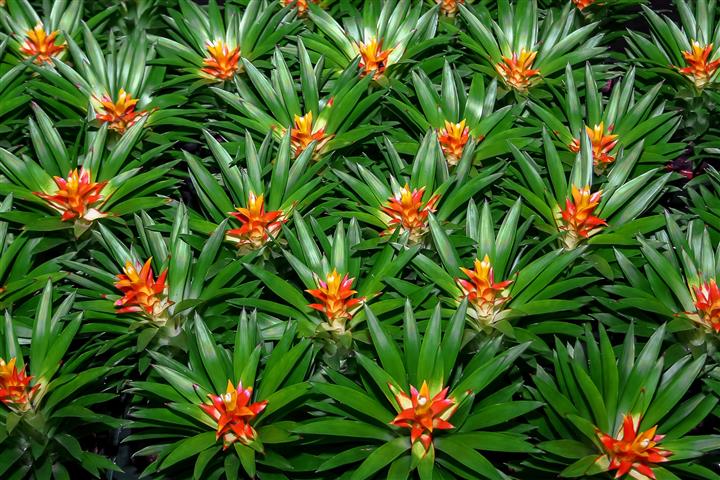 -bromelia