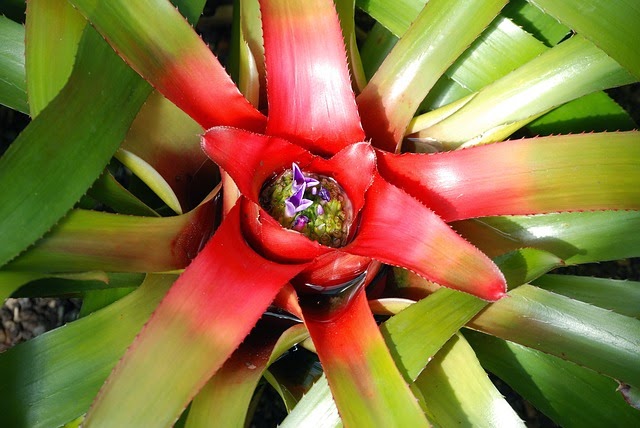 bromelia-36