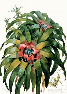 bromelia Neoregelia_