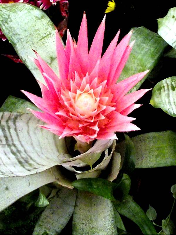 bromelia-aechmea-1