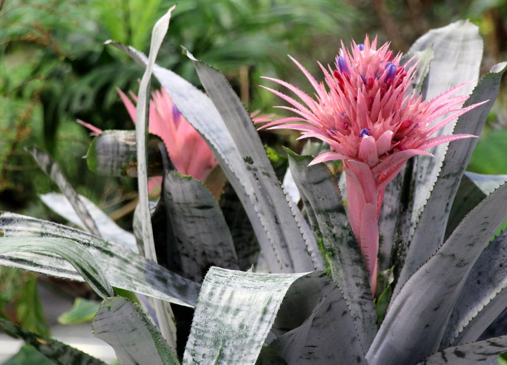 bromelia-aechmea-fasciata