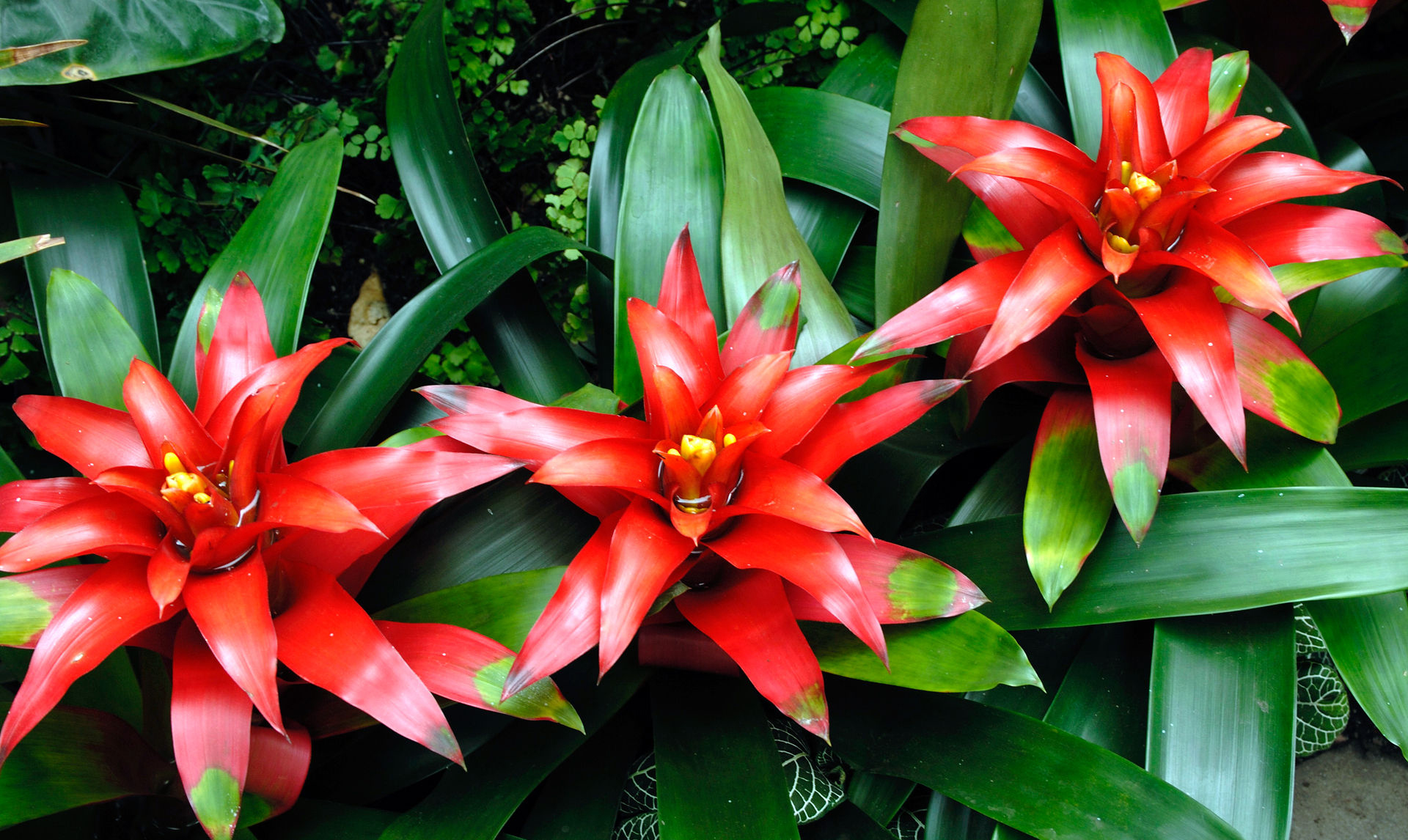 bromelia-flor