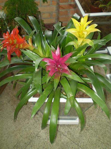 bromelia-guzmania-vasos