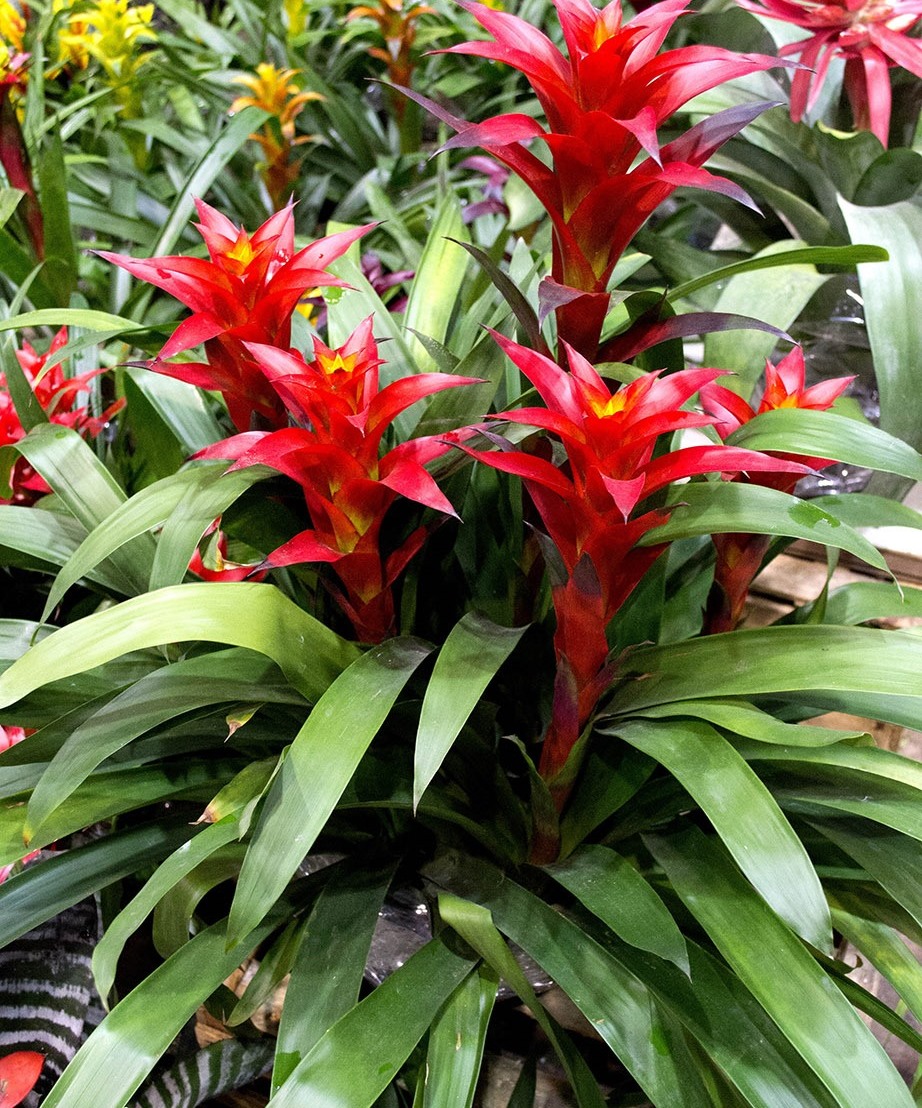 bromelia-guzmania