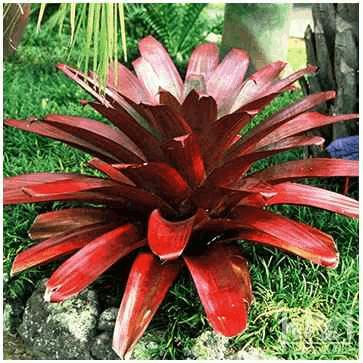 bromelia-imperial