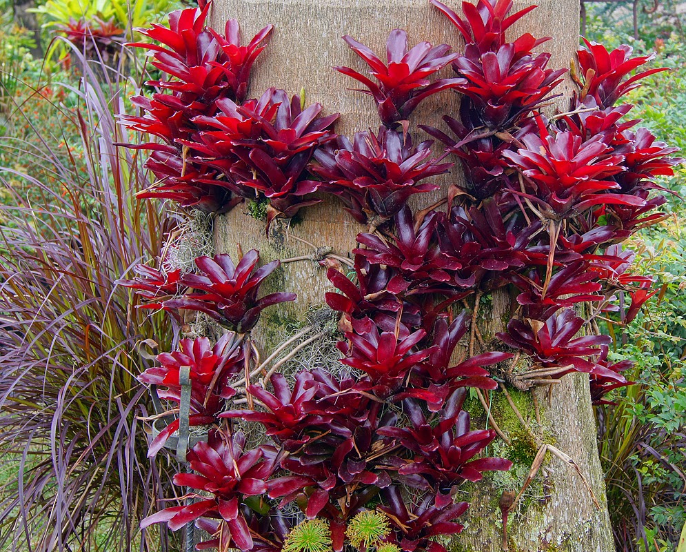 bromelia-neoregelia