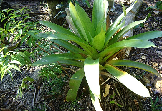 bromelia