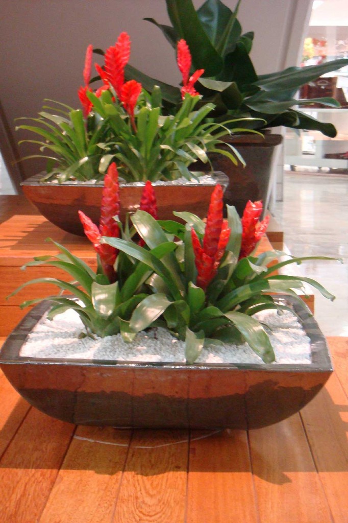 bromelia