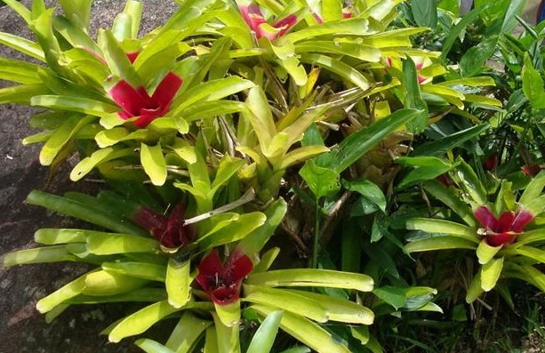 bromelia