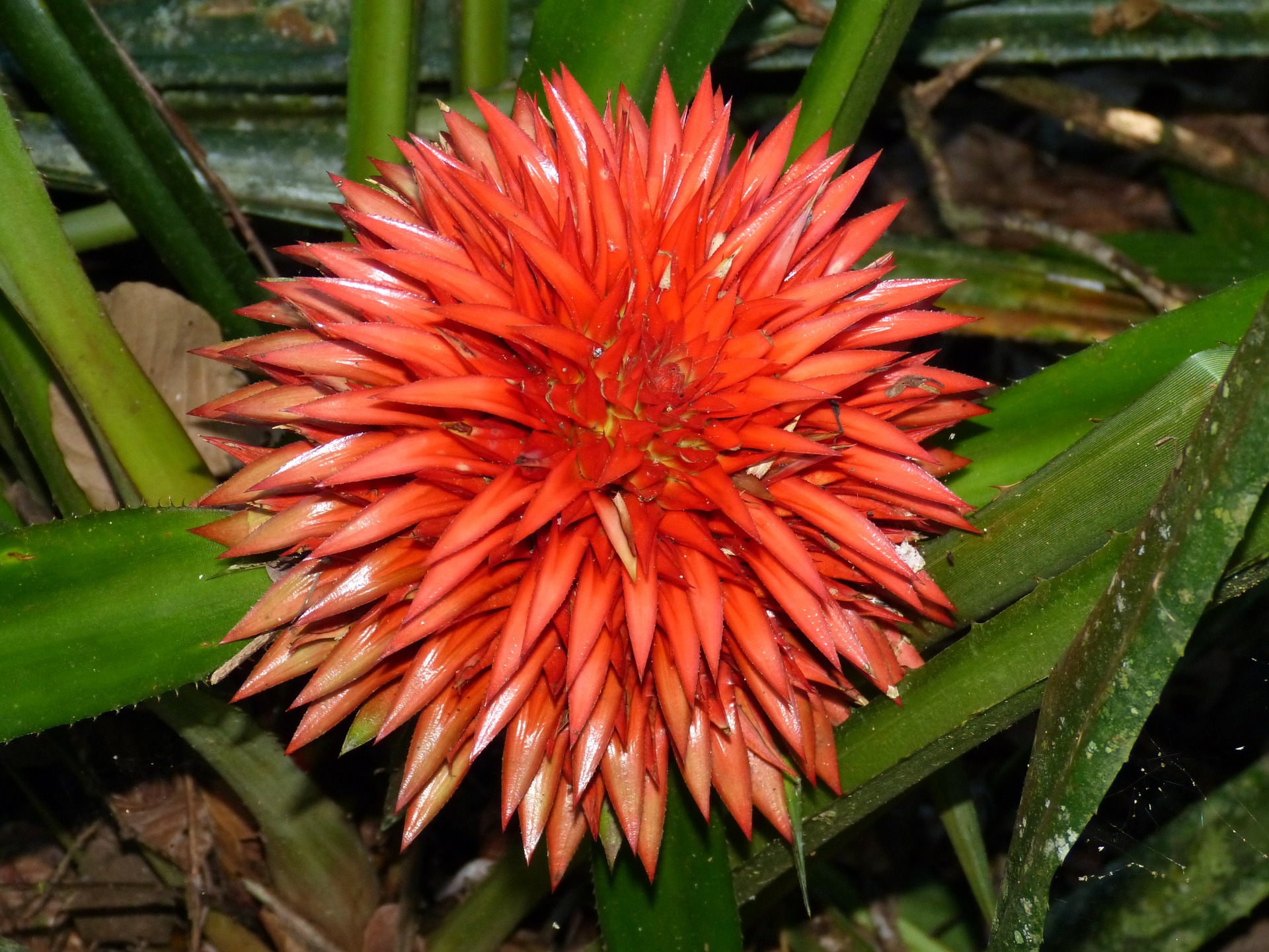 bromelia_1