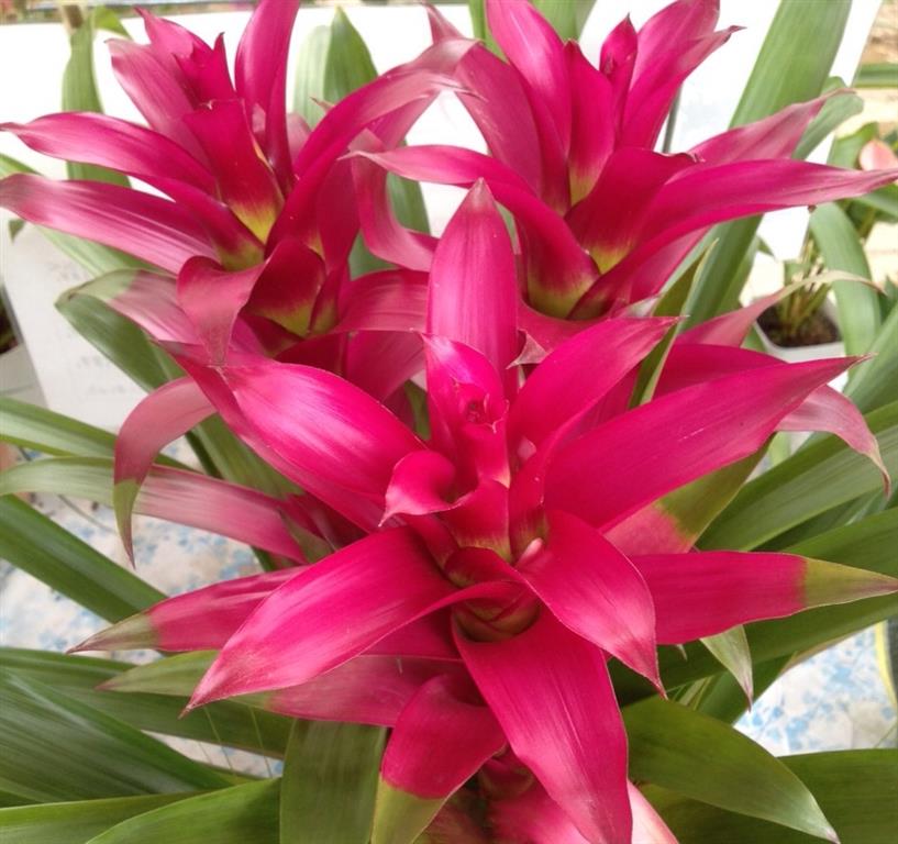 bromelia_11