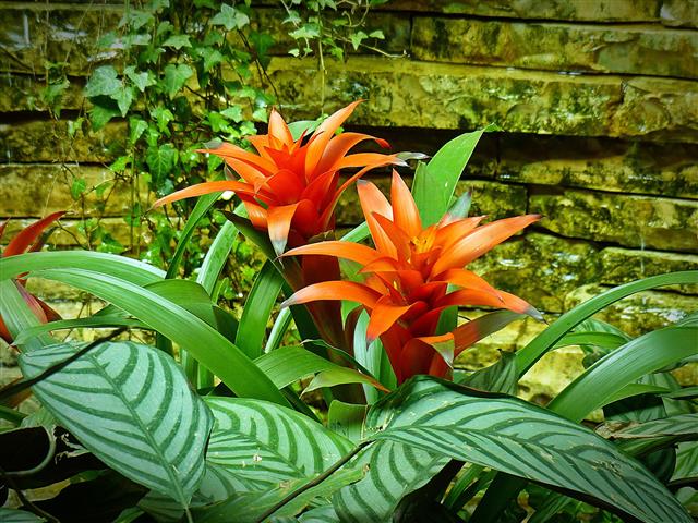 bromelia_YY )